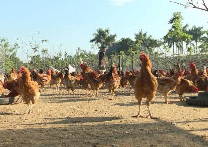 Hàng nghìn con gia cầm tại Quảng Ninh dương tính với chủng H5N8