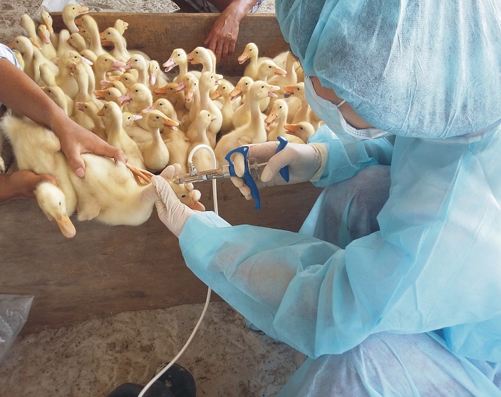 Các giải pháp phòng, chống dịch bệnh H5N8 đang được diễn ra quyết liệt, triệt để.
