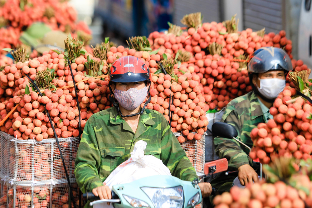 Vải thiều Bắc Giang ngày càng khẳng định chỗ đứng trên thị trường