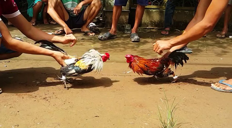 Tụ tập đá gà ăn tiền trong thời gian giãn cách ở Tiền Giang